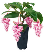 Live Plant Royal ZENZ Magnifica Medinilla, Indoor &amp; Outdoor Plant, House... - $50.95