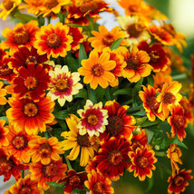 Zinnia Old Mexico Aas Winner 18&quot; Double Semi-Double Blooms 200 Seeds Gardening F - $15.00