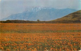 Chrome Postcard CA P650 California Poppies Mount Mt San Jacinto Wildflowers - $3.47