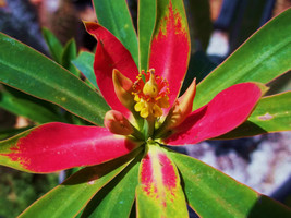 Euphorbia punicea, Jamaican poinsettia rare xeriscaping pre bonsai  seed 5 SEEDS - £7.18 GBP