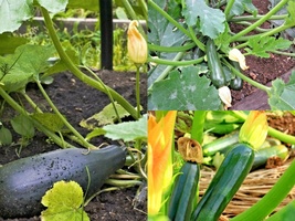 31+ Zucchini SUMMER SQUASH Black Beauty Seeds Heirloom Garden Container - £10.24 GBP