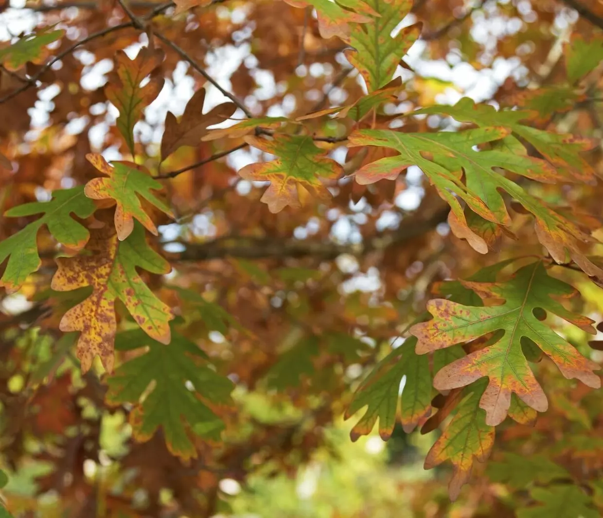 White Oak Tree 12-18&quot; Tall Seedling Liveted Plant 4&quot; Quercus alba - £44.61 GBP