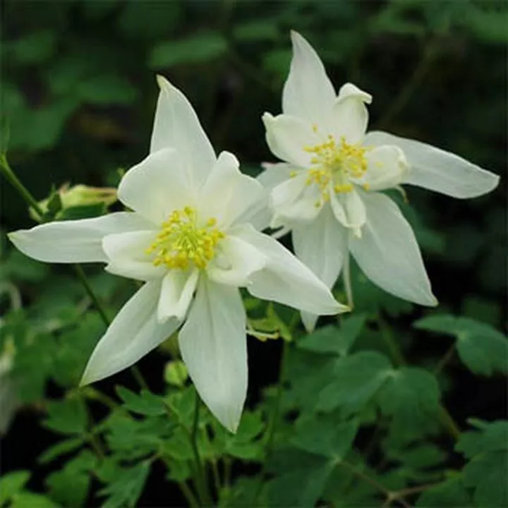 50 Seeds Columbine Crystal Star Seller US - $9.60