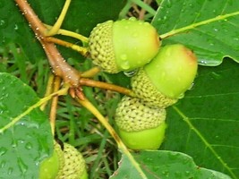 12 Chestnut Oak Acorns Quercus Prinus USA Fast Shipping - $19.90