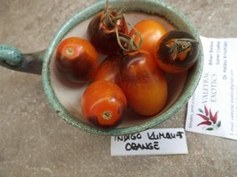 Tomato Indigo Kumquat Orange - 5+ seeds - P 181 - £1.56 GBP