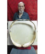 (SJ255-15) SUPER RARE Male Megamouth Shark jaw jaws sharks Megachasma Pe... - $45,818.19 CAD