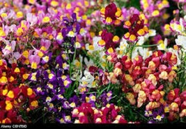 40 Of LINARIA LICILIA  FLOWER SEEDS MIX  -SELF-SEEDING ANNUAL - SNAPDRAG... - £7.89 GBP