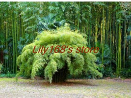 US Seller 20 Pcs Fargesia Fungosa Bamboo Seed Hardy Clumping Type Garden... - $10.90