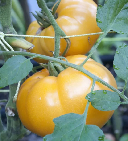 Yellow Brandywine Tomato Seeds 75 Seeds Great Taste Gardening - $11.49