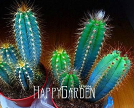 Blue Torch Cactus Seeds Bonsai Flower Pots Diy - £12.78 GBP
