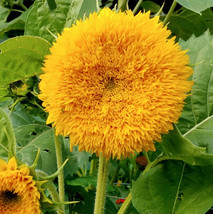 Tall Teddy Bear Sunflower Seeds Giant Sungold Big Gold Sun Flower Seed - $5.99