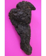 Giant Lizard Poop 5 Million Years Old Coprolite Genuine Fossil Dino Girl... - $29.99