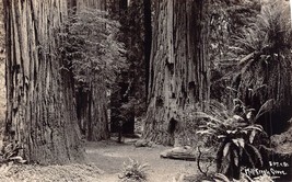 Mill Creek Grove California Ca~Redwood FOREST~1930s Real Photo Postcard - £6.06 GBP