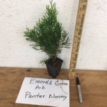 EMERALD GREEN Arborvitae 4”pot - (Thuja occidentalis) image 2