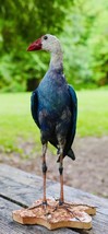 HA47 Grey Headed Swamphen (Porphyrio Poliocephalus) Bird Mount Taxidermy - $700.00