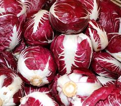 Fresh Radicchio Rouge de Verona Seeds 200+  - $4.00