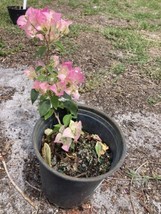 Imperial Delight Bougainvillea In A Plug Around 8” Tall In A 6” Pot - £15.80 GBP
