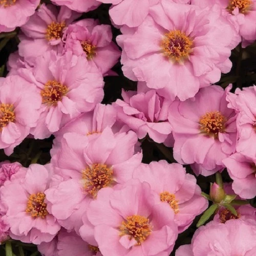 50+ SUNDIAL PINK PORTULACA MOSS ROSE SEEDS ANNUAL GROUND-COVER FLOWER SEEDS - $10.16