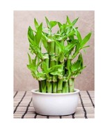  Lucky Bamboo, 50 Seeds D - $20.13 CAD