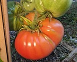 20 German Giant Tomato Seeds Big And JuicyNon Gmo Potato Leaf Heirloom F... - $8.99