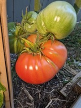 20 German Giant Tomato Seeds Big And JuicyNon Gmo Potato Leaf Heirloom Fast Ship - £7.02 GBP