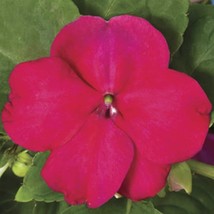 Flower Seeds 50 Impatiens Seeds Accent Burgundy Impatiens Flowers Fresh ... - £10.99 GBP