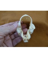 SJ220-111 Rare 2.5&quot; KITEFIN SHARK jaw jaws t**th Dalatias licha dogfish ... - $445.01 CAD
