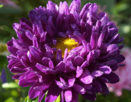 Purple (Mixed) Cosmos Bipinnatus Coreopsis 5 Seeds - £9.34 GBP