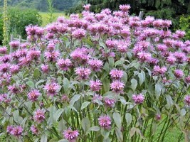 300 Seeds Wild Bergamot Flower Seeds Monarda Native Wildflower Garden Container - £7.18 GBP