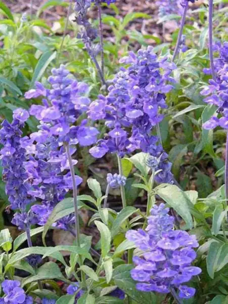 Top Seller 500 Blue Bedder Sage Salvia Farinacea Flower Seeds - $14.60