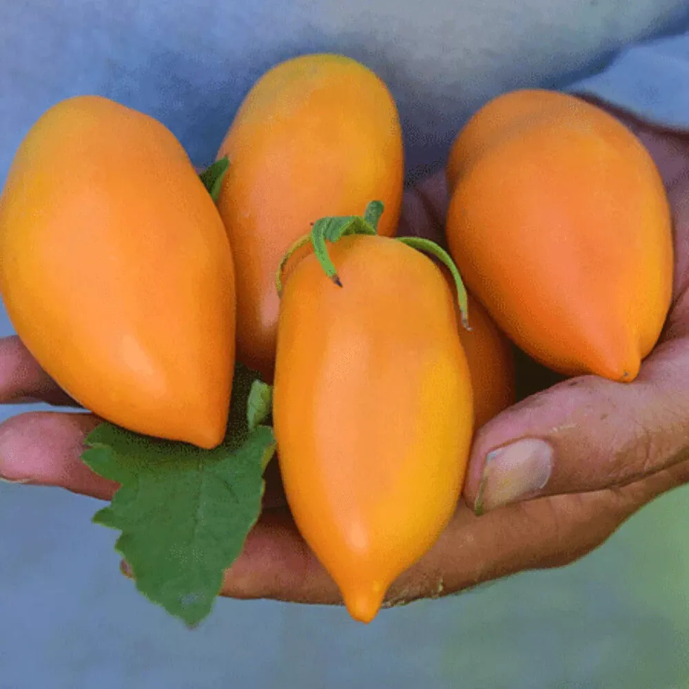 50 Seeds Orange Icicle Tomato Vegetable Canning Fresh Seeds USA Seller - $12.25