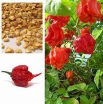 “ 200 SEEDS ghost pepper chili seeds vegetable Fresh Rare Red Carolina Reaper Pe - £8.57 GBP