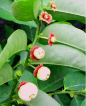 20 Pc Seeds Sauropus Androgynus Flower, Sweetleaf Bush Seeds for Planting | RK - £20.19 GBP