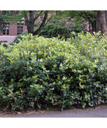 KKG Gaultheria Shallon Shallon Lemon Leaf Shrub Seeds Fragrant Foliage U... - €24,36 EUR