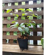 Yellow Flowering Forsythia Shrub Bush Bare Root Starter Plant 2 Pack - €8,52 EUR