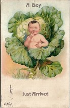 Boy in Cabbage Just Arrived 1908 Spring Valley IL to Lafayette CO Postcard W6 - £7.79 GBP