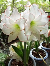 2Bulbs/bag,Hippeastrum seeds Amaryllis bulbs flower seeds, large showy flowers - $30.00