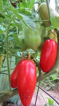 Fleischentomat - a new tomato with an unusual chewy texture and wonderfu... - $5.50