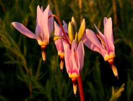 USA Store 25 Seeds Dodecatheon Meadia Pink Midland Shooting Star Flower Seeds Sh - $8.52