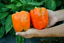 Tropical Orange Bell Pepper Beautiful Bold Color Fresh Seeds Fast Shipping - $17.98