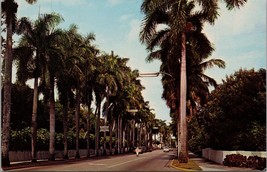 Avenue of Palms Fort Myers FL Postcard PC499 - £3.94 GBP