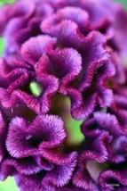PowerOn 30+ Purple Cockscomb / Celosia Flower Seeds    Long Lastimg Blooms - $7.34