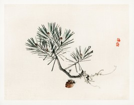 13010.Wall Decor Poster.Oriental home design.Kono Bairei Japan art.Pine cone - £12.79 GBP+