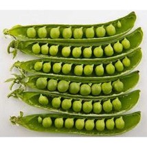 USA Seller Old Fashioned Garden Pea Seeds Fast Shipping - $14.24