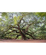 Live Charleston Johns Island Kiawah - Spanish Moss - 1 Gallon Bag - €24,32 EUR