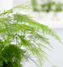 20 Seeds Fern Asparagus Plumosa Grow Quickly Heirloom Seeds For Beauty - $8.35