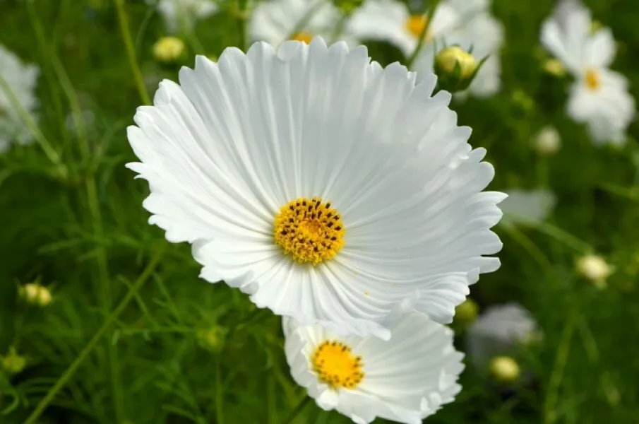 25 Seeds Cosmos Cupcake White  Per Packet - £8.32 GBP