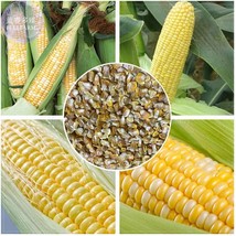 Goodidea BELLFARM Corn (Super Sweet Juicy, Yellow Sweet Glutinous, white sweet g - $6.49