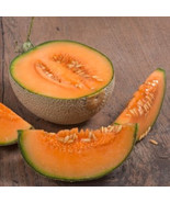 ADW 50 Top Mark Melon Seeds Non Gmo Fresh Harvest Fast Growing - $13.09