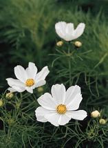 50 Seeds Cosmos Sensation Series White Purity Annual Seeds - £18.82 GBP